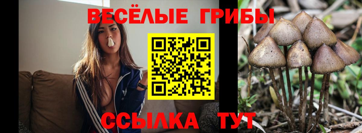 Галлюциногенные грибы мицелий  Вход с VPN  Кудрово  Псилоцибиновые грибы GOLDEN TEACHER 